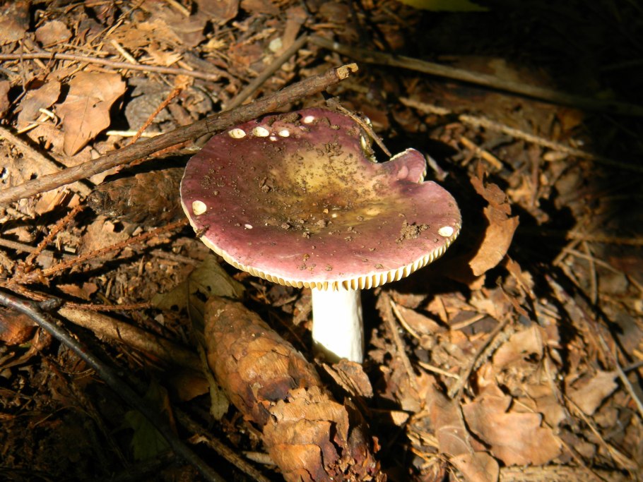 Млечник Альпийский