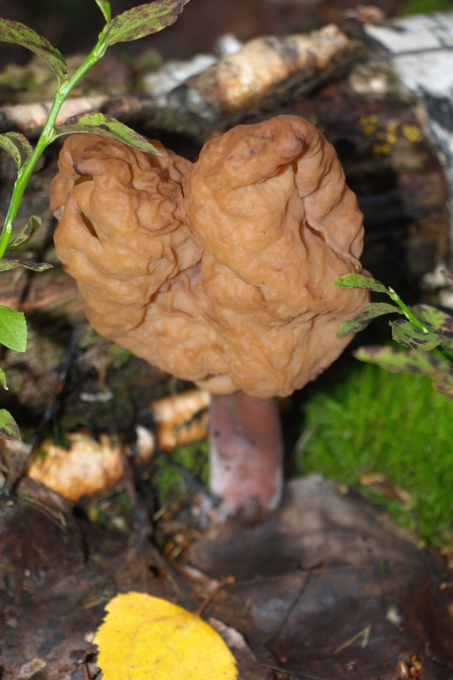 Чесночник дубовый двойники