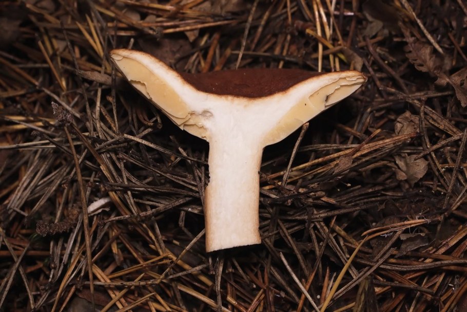 Кольчатый гриб