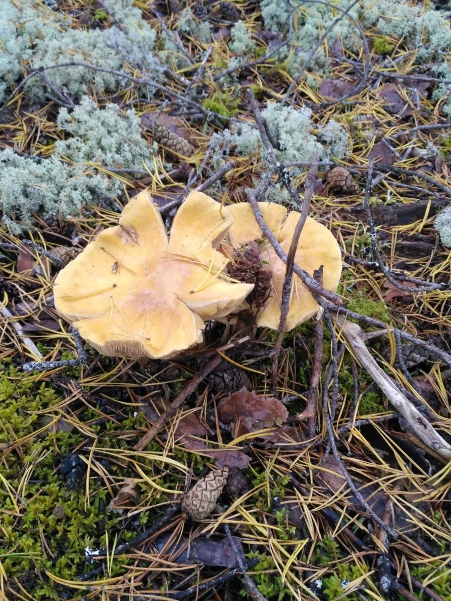 Грибы съедобные похожа на горянку