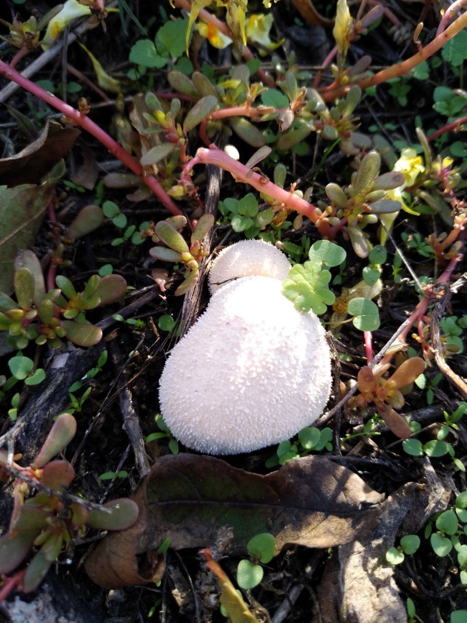 Грибы чинарики фото