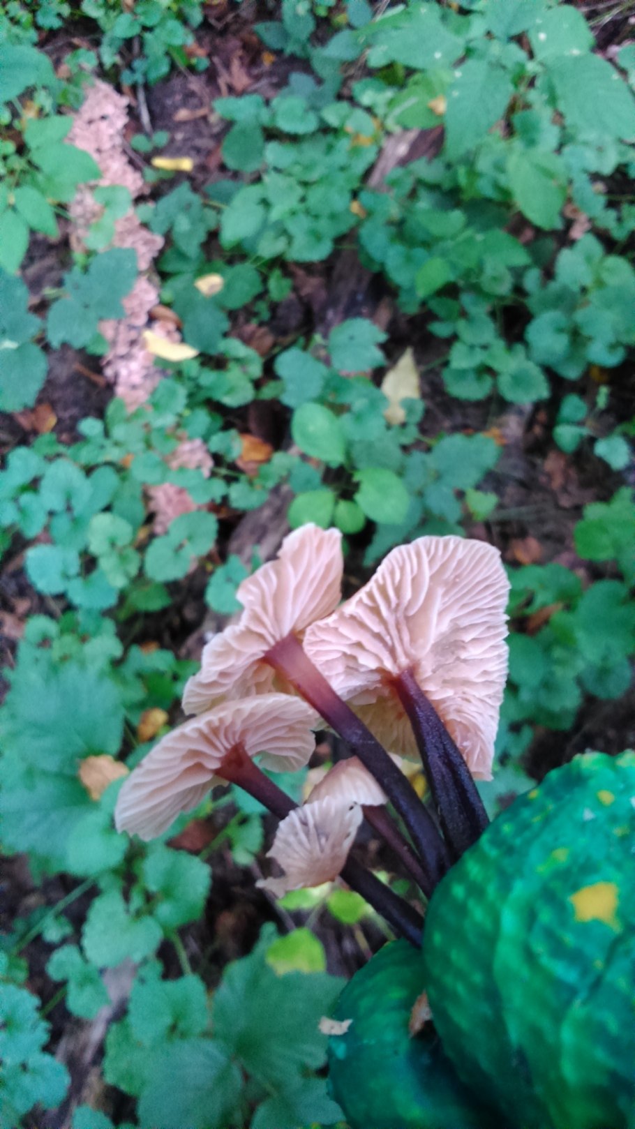 Лиофиллум симедзи