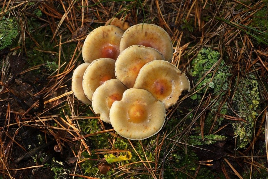 Горькушка гриб съедобный