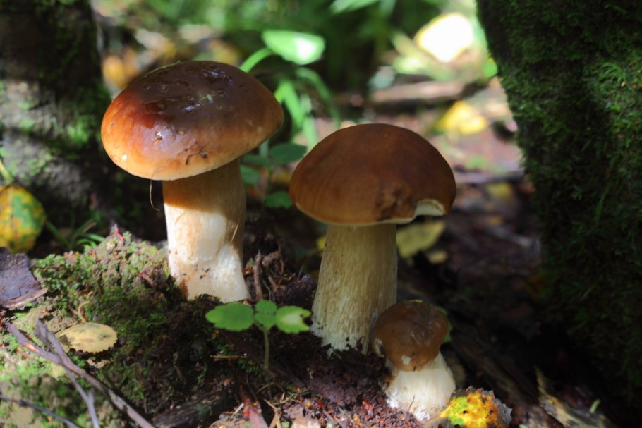 Фруктовик гриб фото