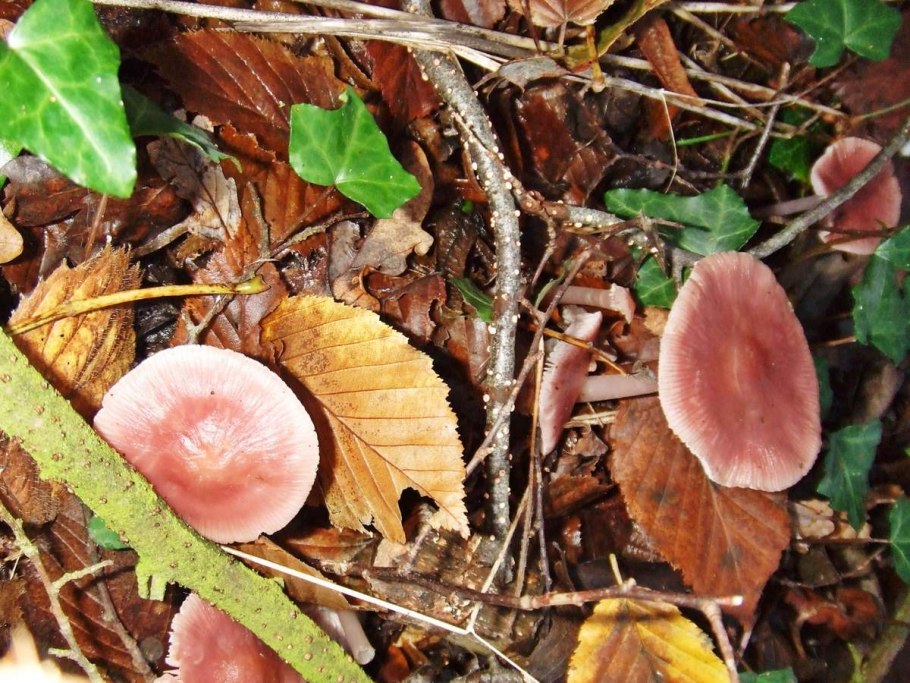 Грибы Митаки