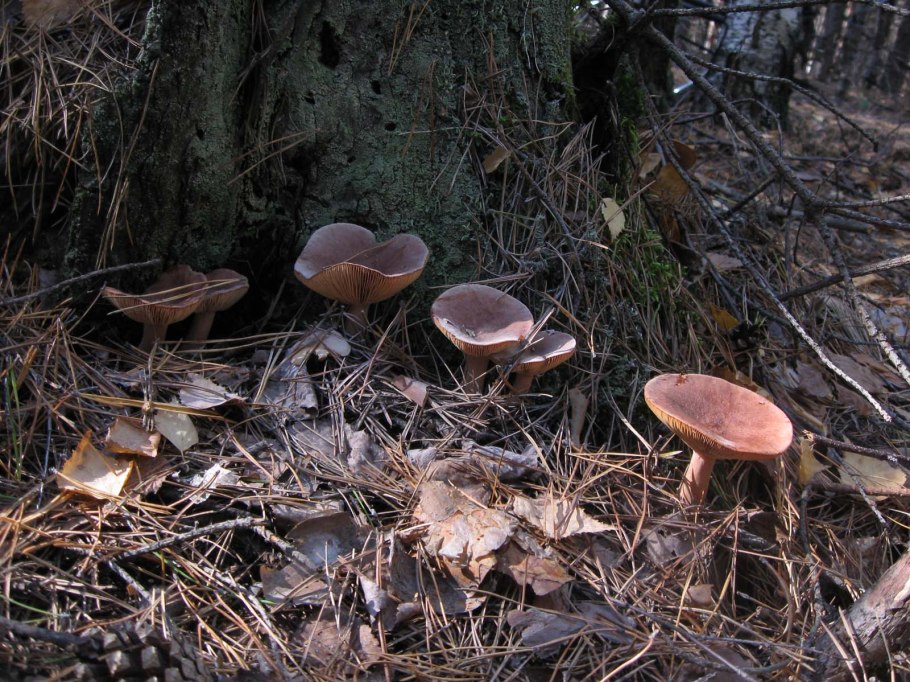 Горянки грибы фото