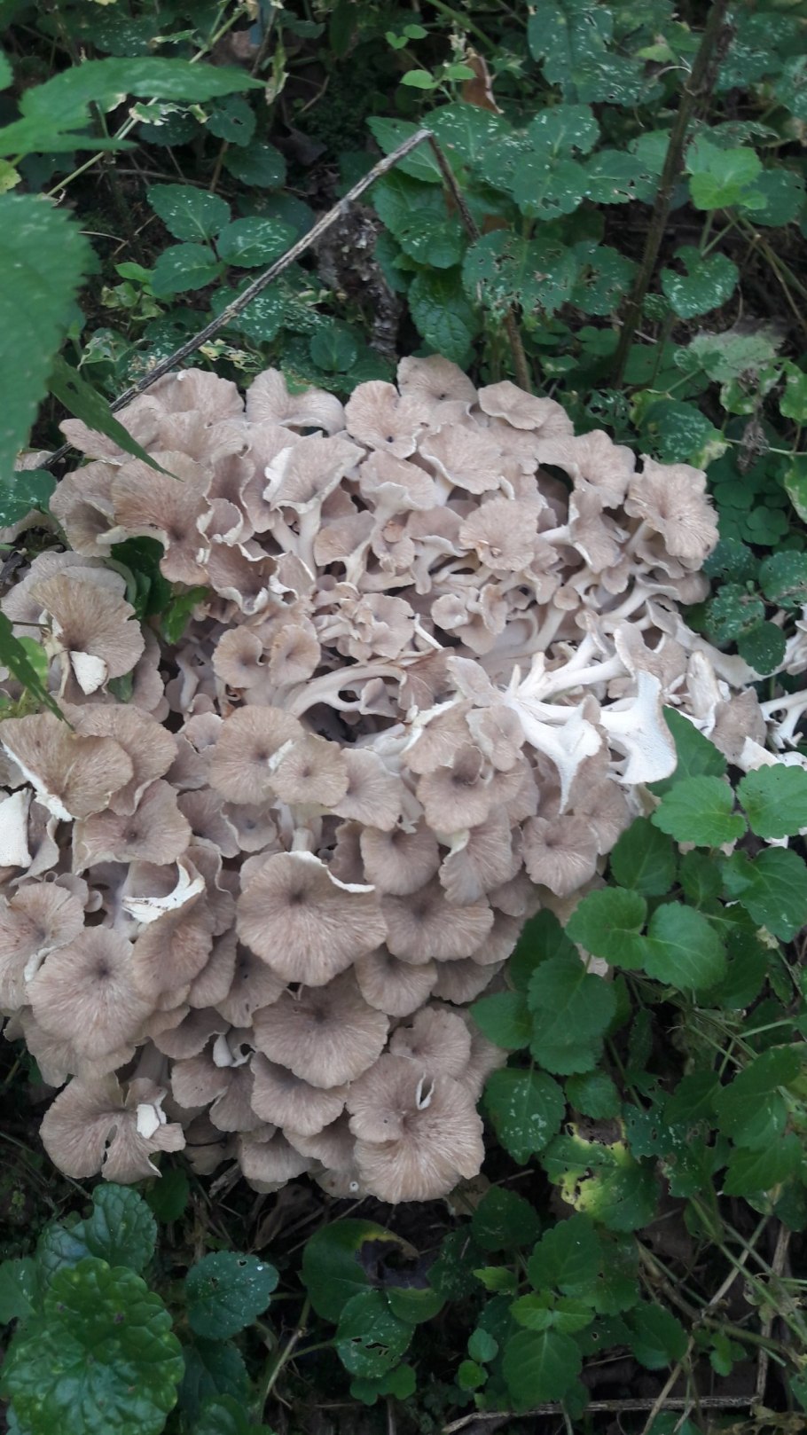 Краснушка съедобный гриб