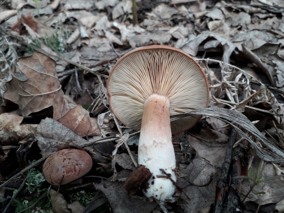 Волнушки серушки