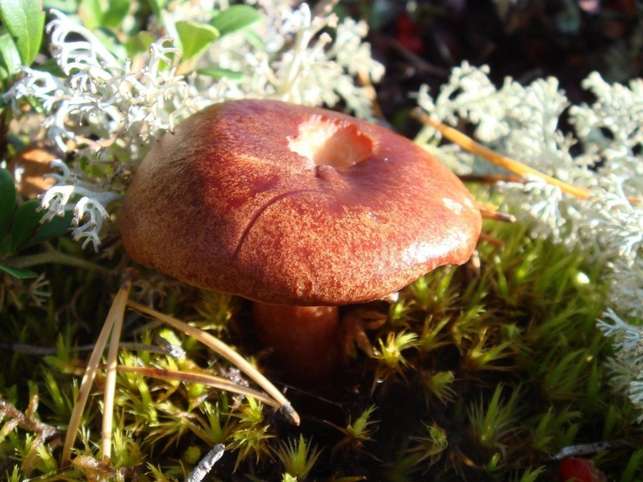 Дунькина губа гриб