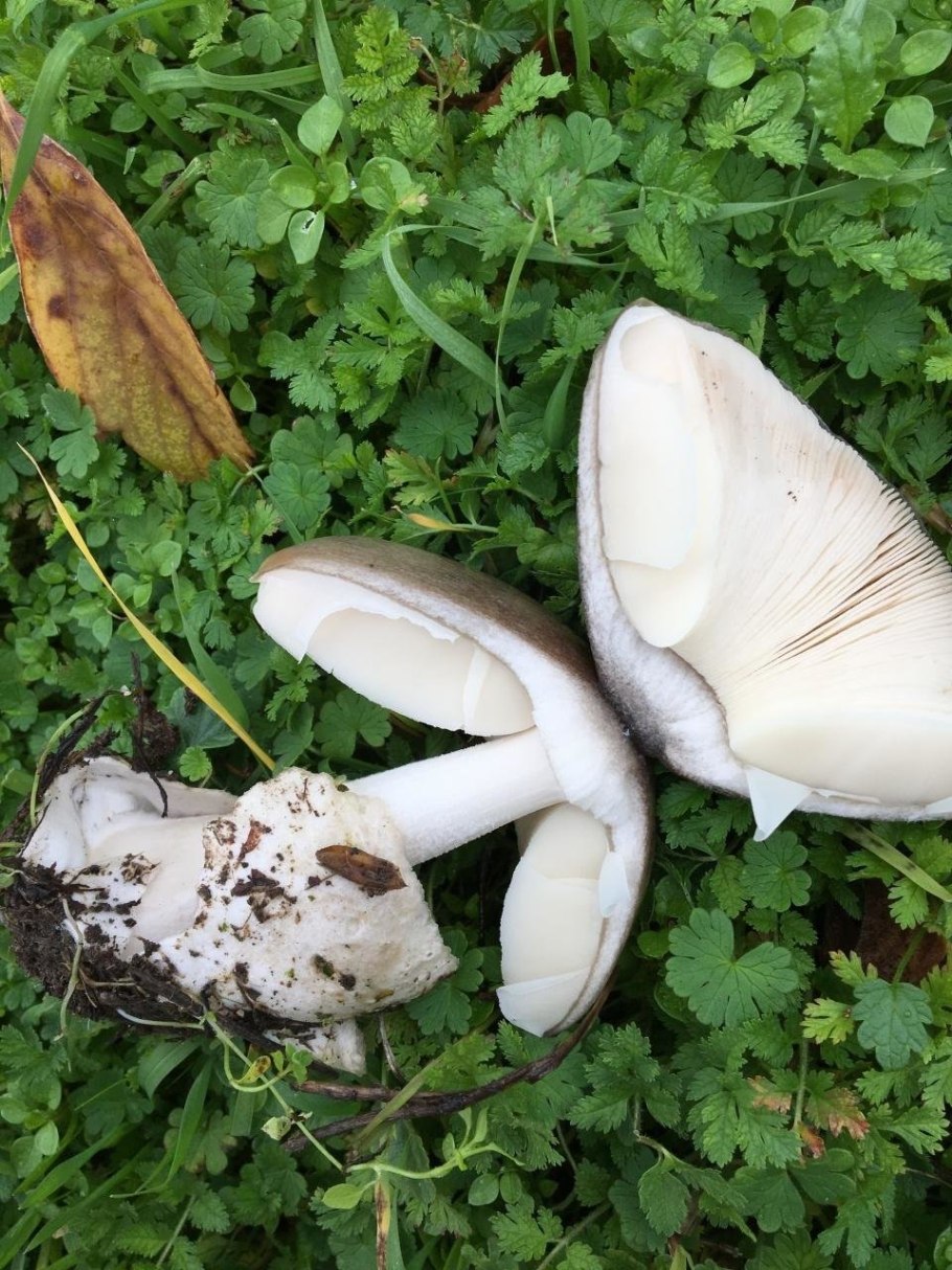 Путники грибы