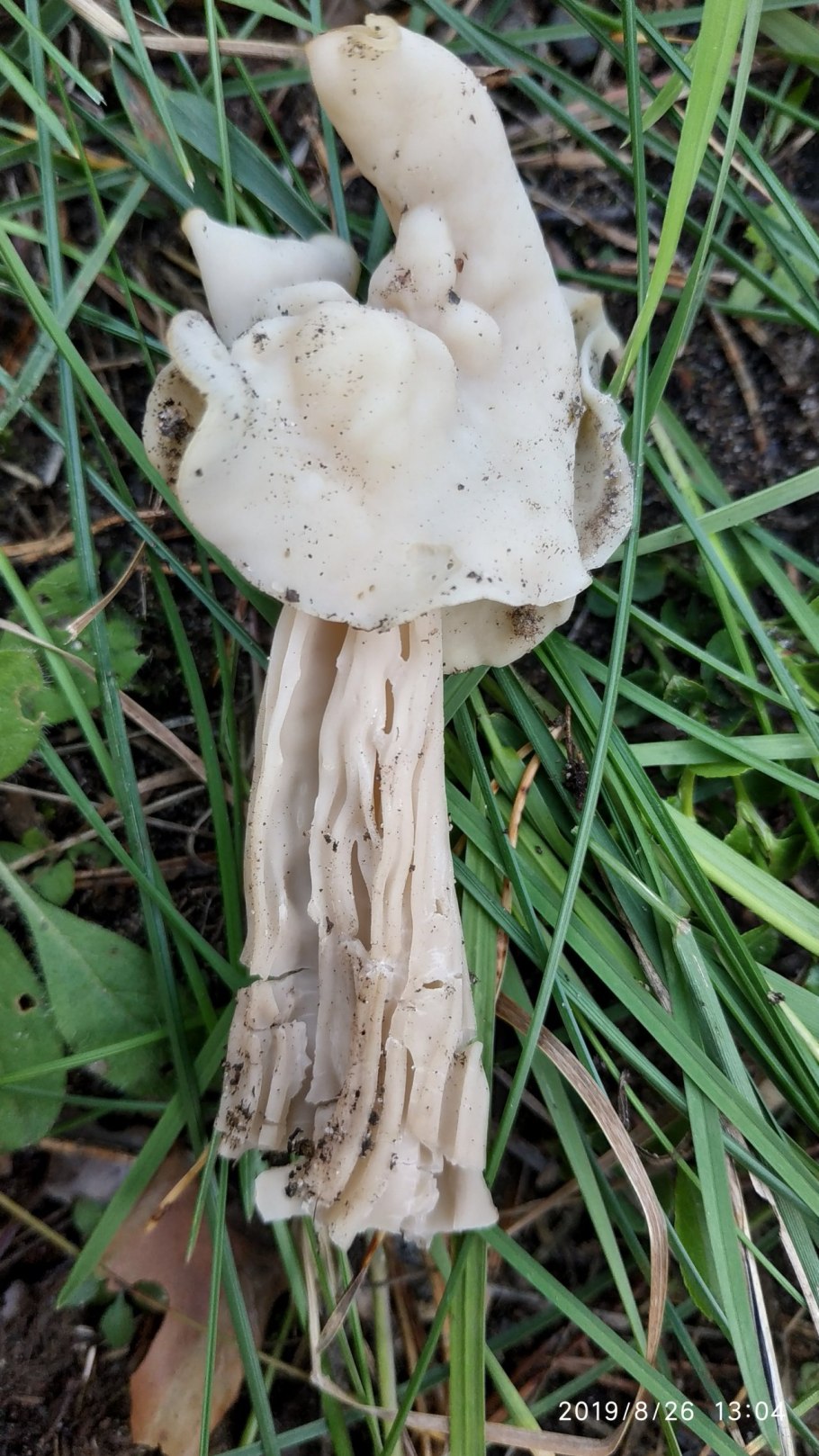 Млечник горькушка