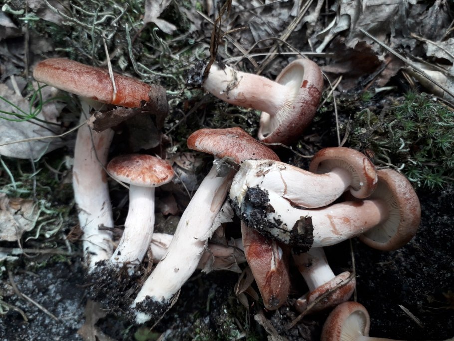 Вольвариелла слизистоголовая