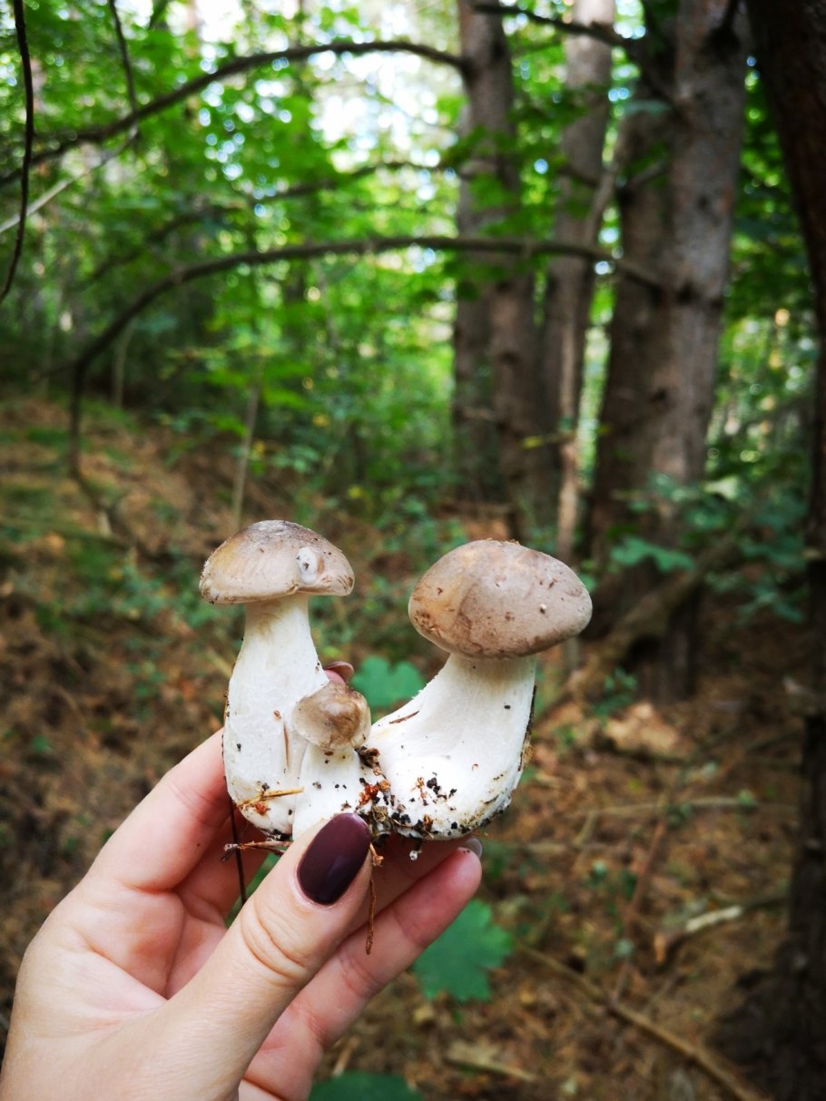 Гриб поддубовик (Дубовик)