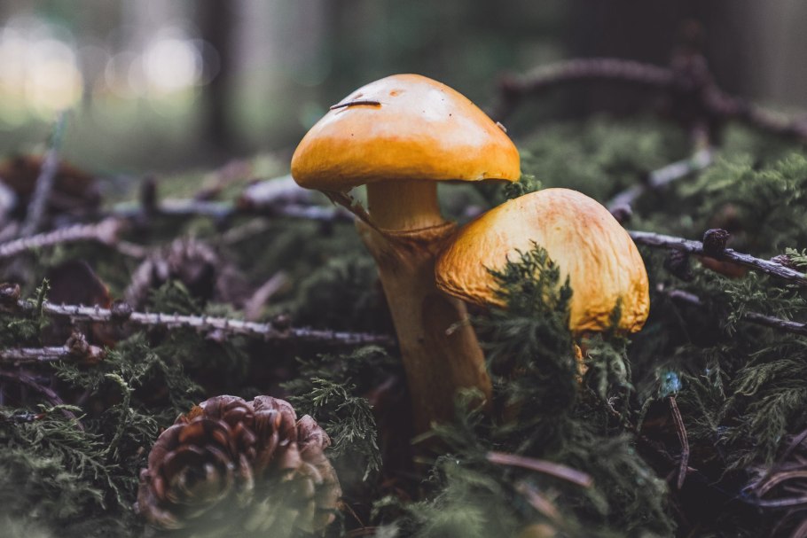 Шишки и грибы