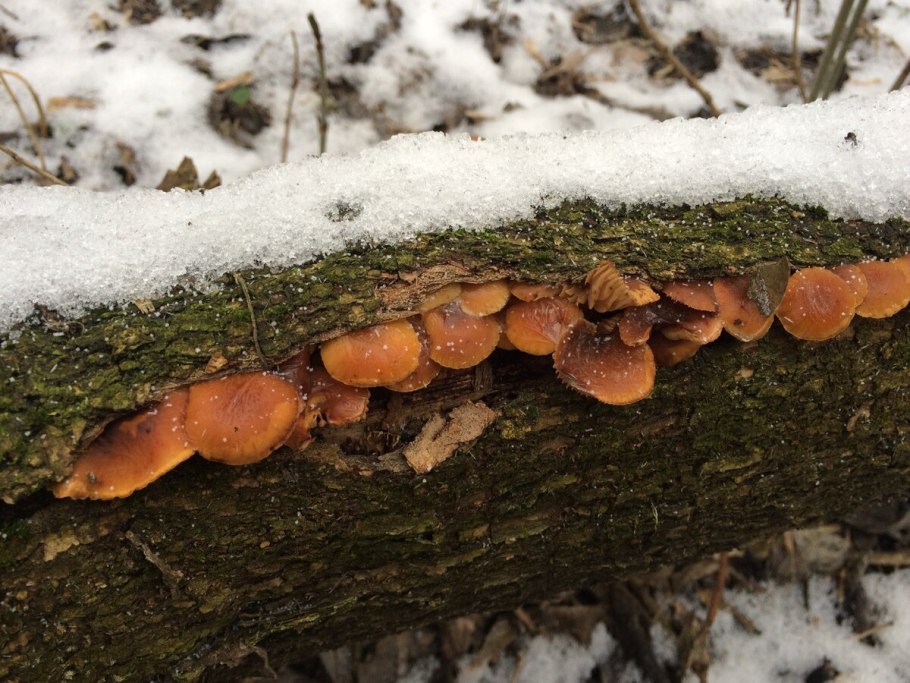 Грибы которые растут под пихтой