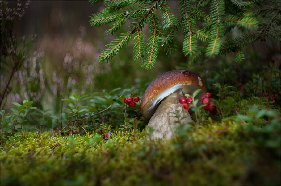 Белый гриб под елкой