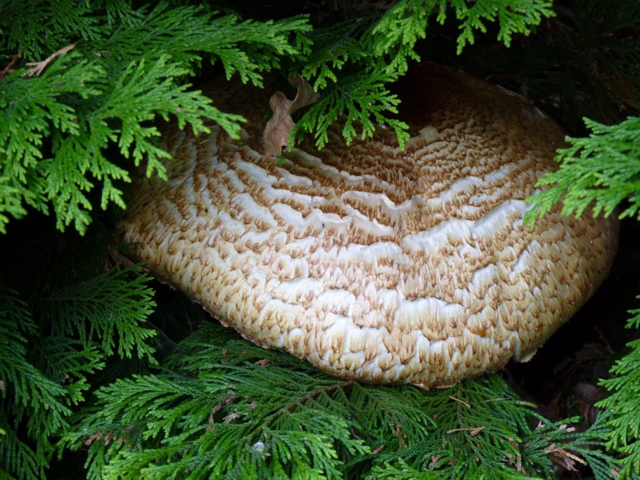 Грибы под елкой слизнявые фото