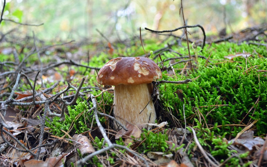 Грибы в снегу