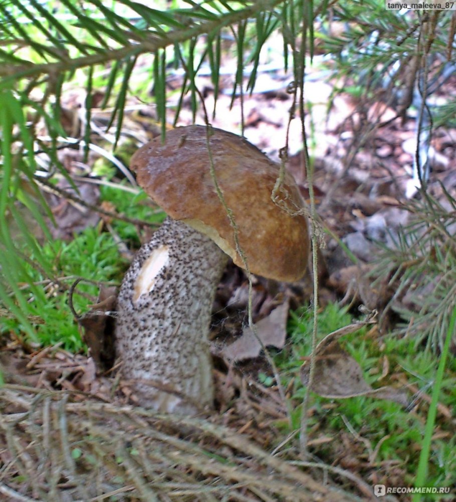 Грибы под елкой