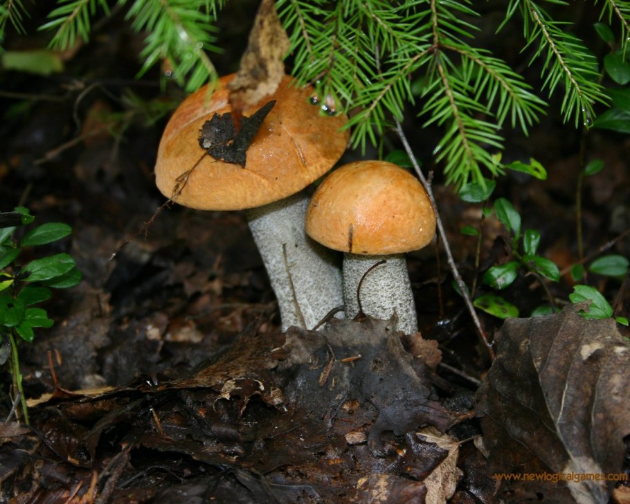 Красноголовик гриб