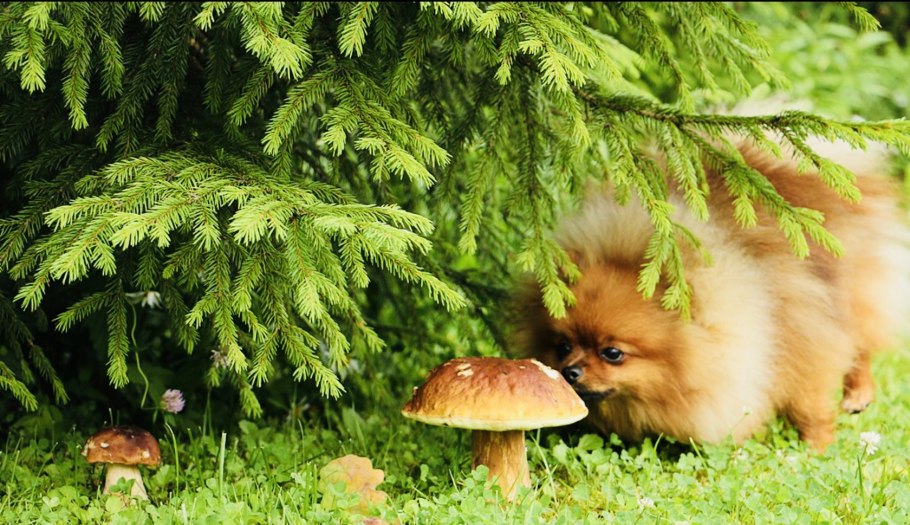 Собака и грибы