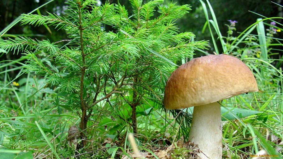 Боровик еловый и Сосновый