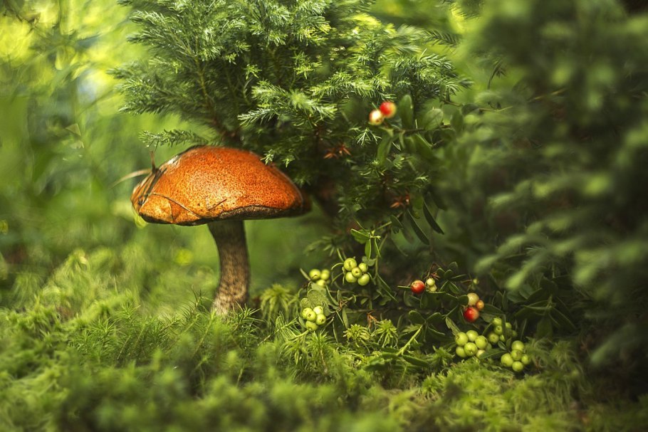 Грибы растущие под соснами