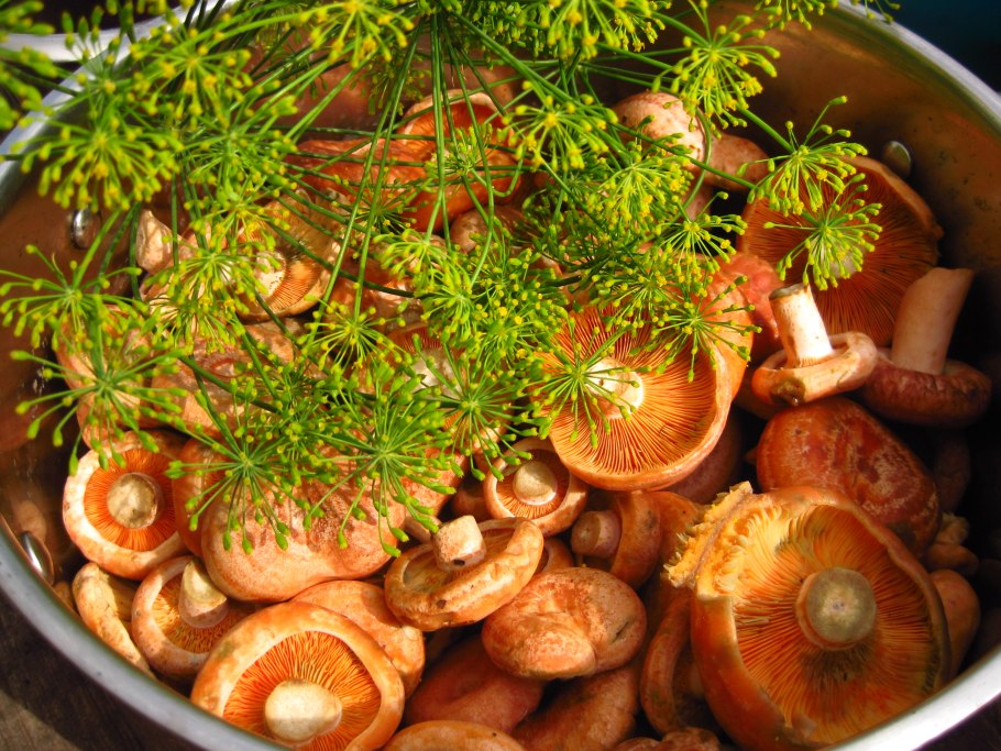 Грибы в Карпатах