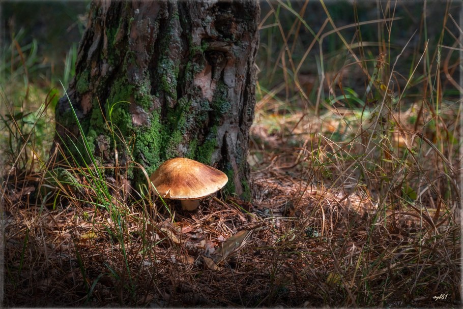 Осенние грибы рыжики