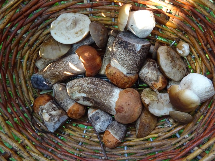 Поздние осенние грибы