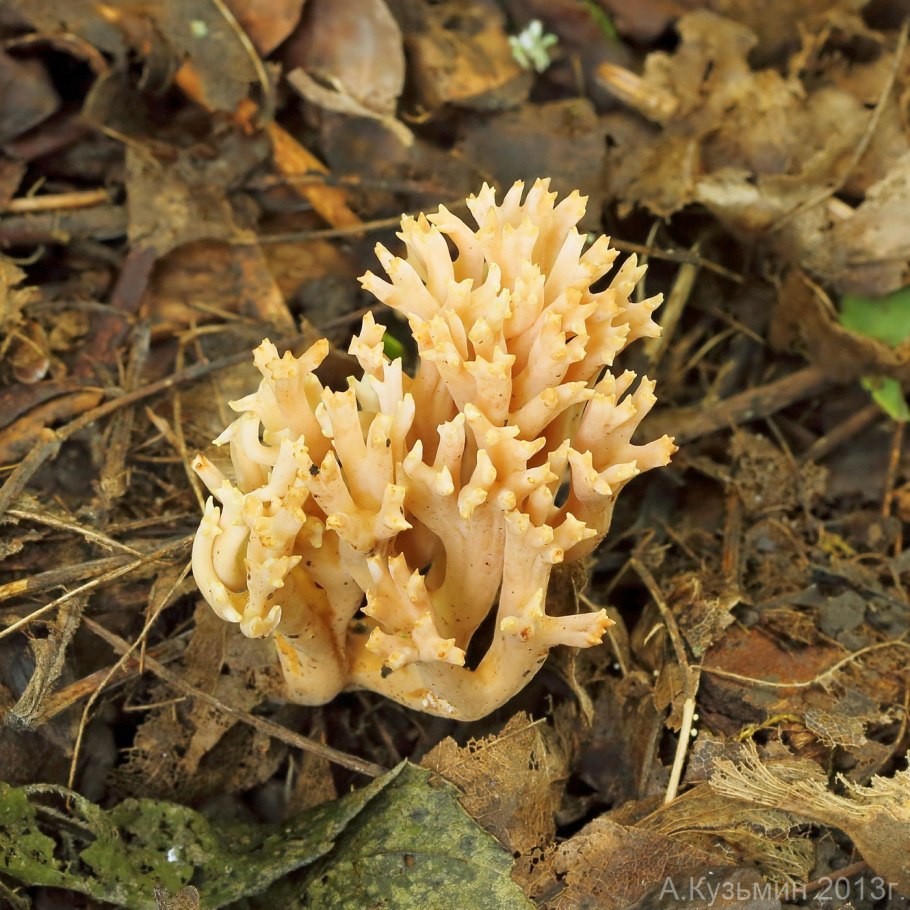 Рамария золотистая - Ramaria Aurea