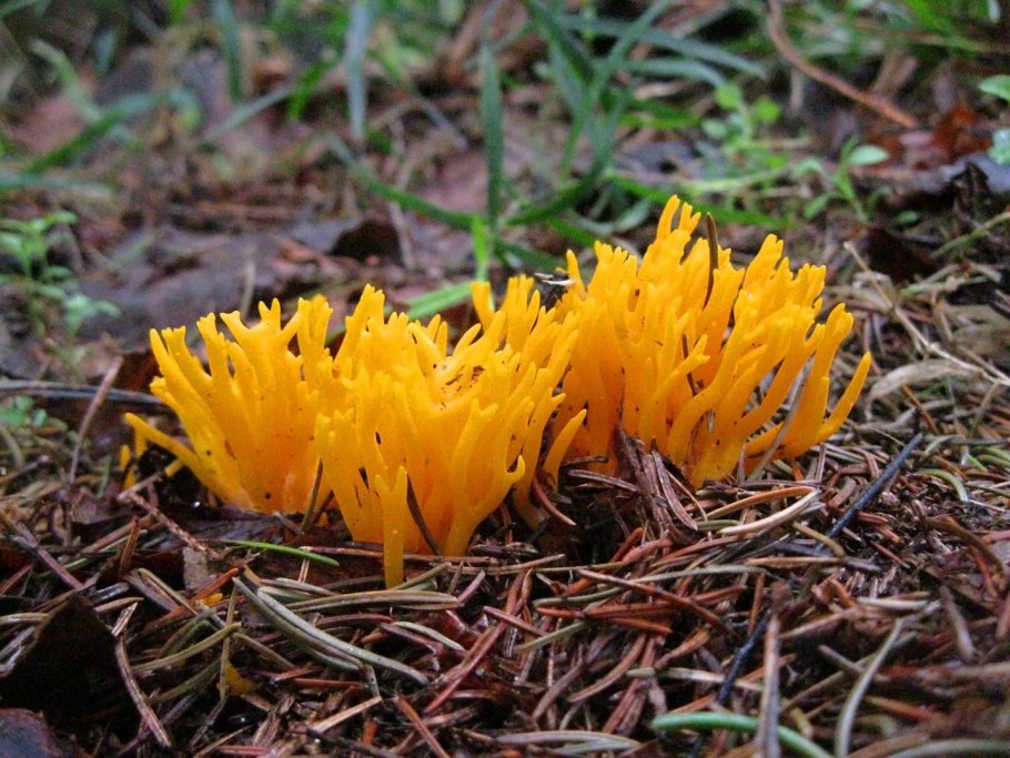 Рамария гриб Ramaria Flava