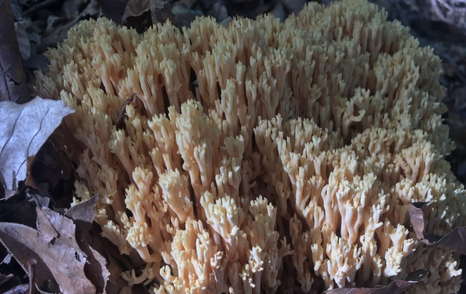 Гриб Рогатик желтый