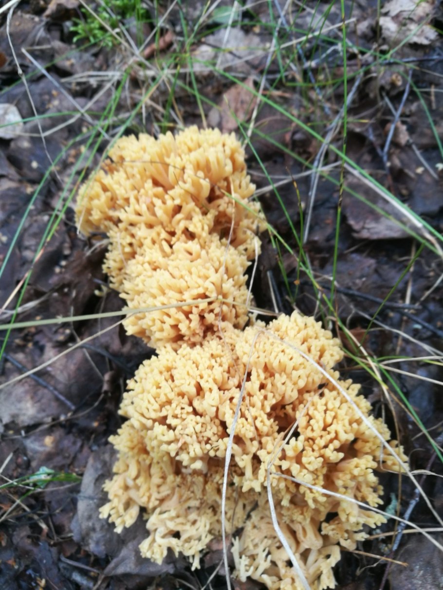 Рамария золотистая - Ramaria Aurea