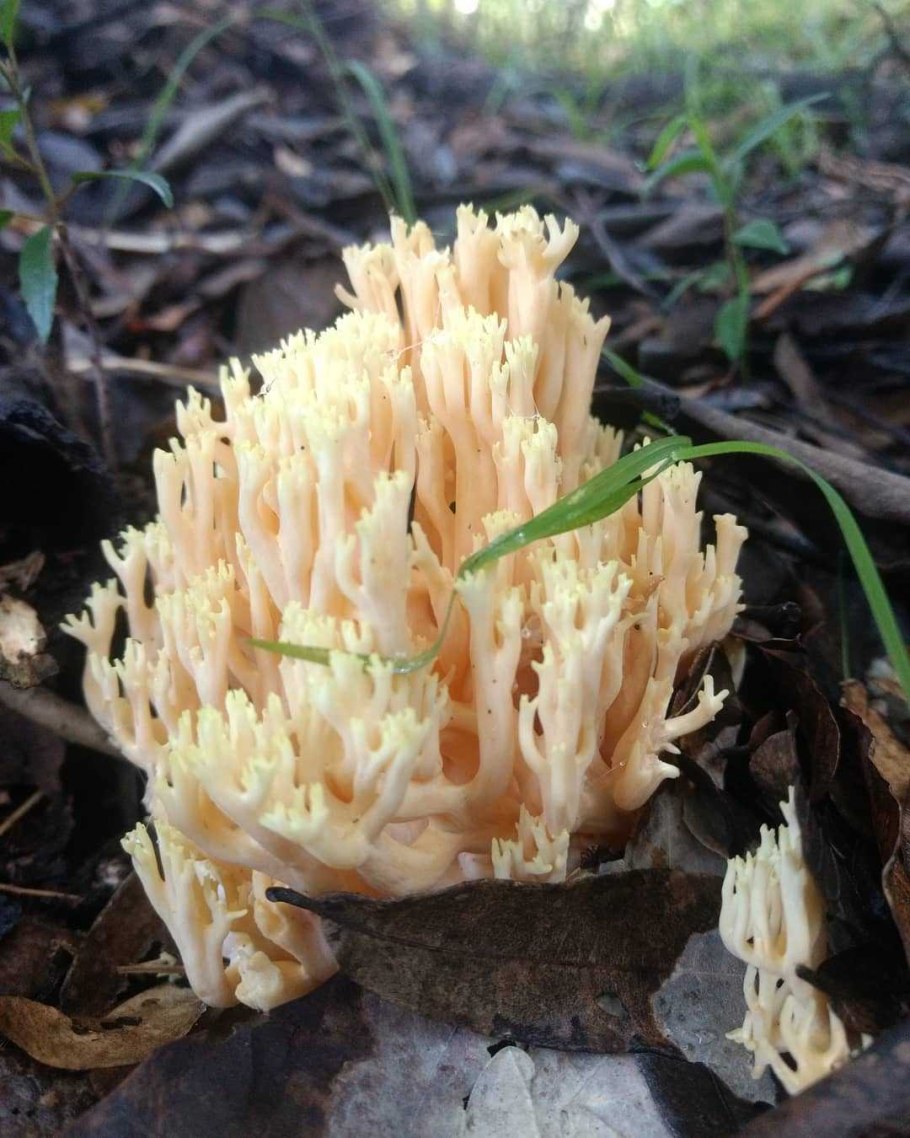 Рогатик Оленьи рожки