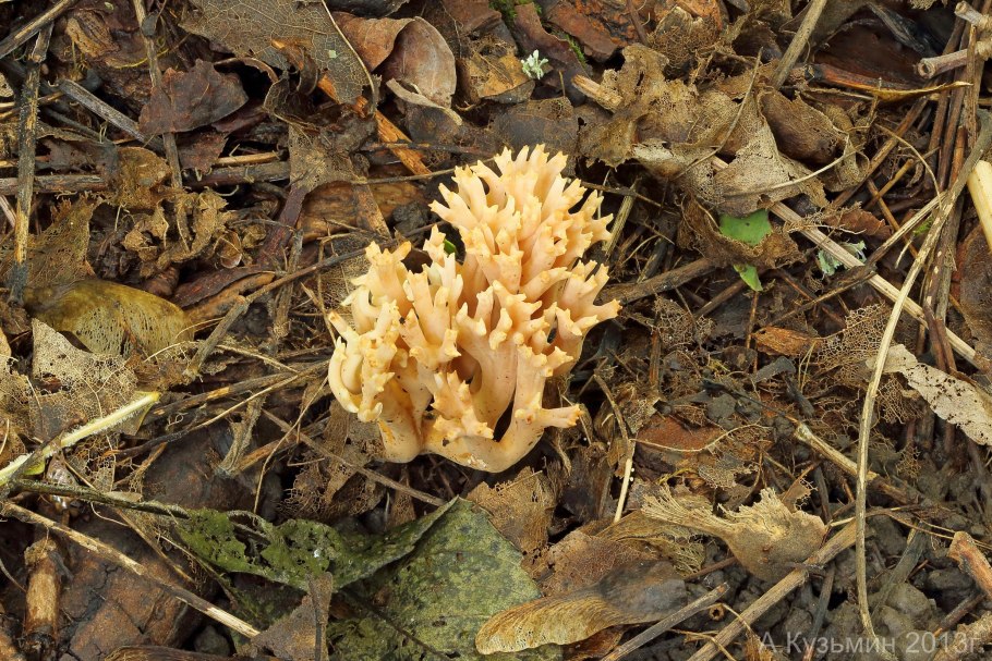 Рогатик желтый гриб