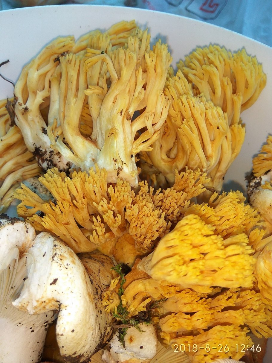 Оленьи рожки Ramaria Flava
