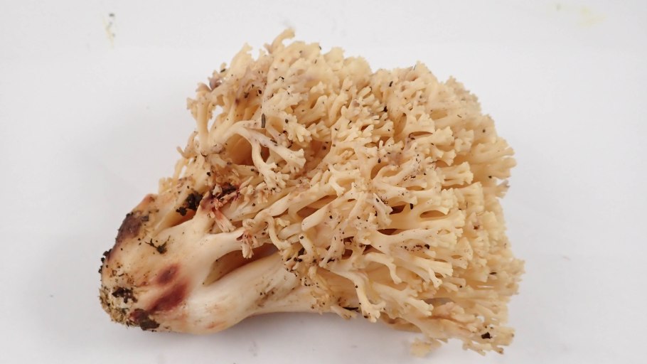 Оленьи рожки грибы Архыза