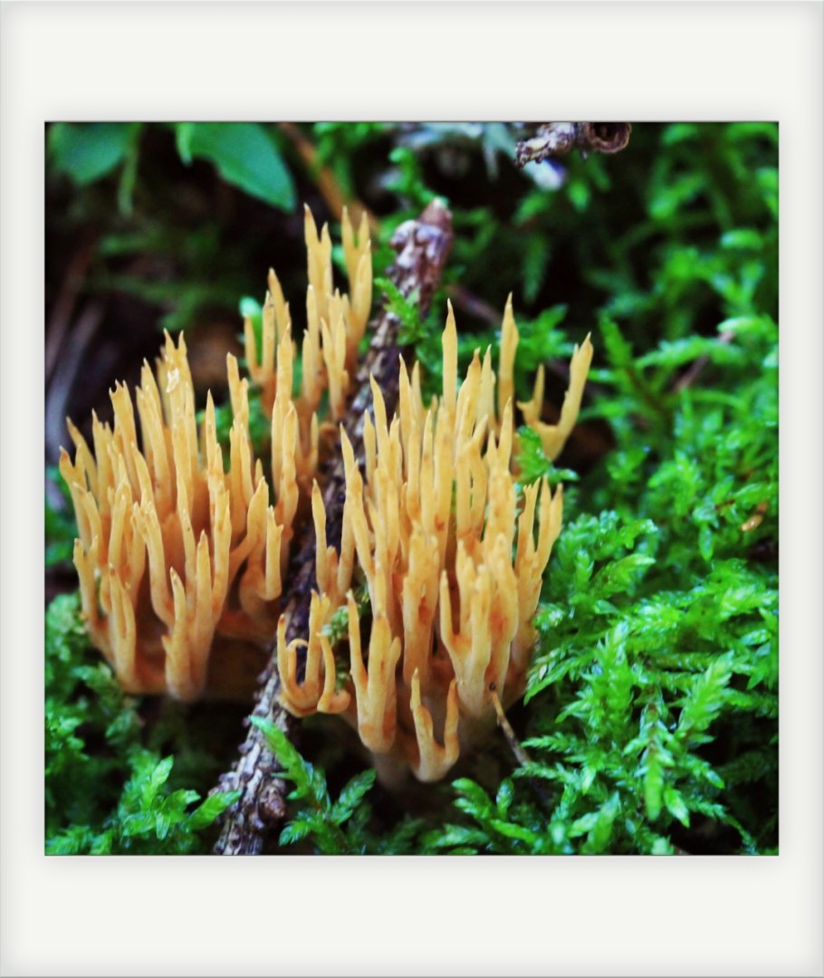 Калоцера клейкая Оленьи рожки