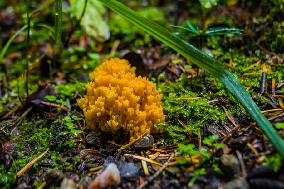 Оленьи рожки ramaria flava