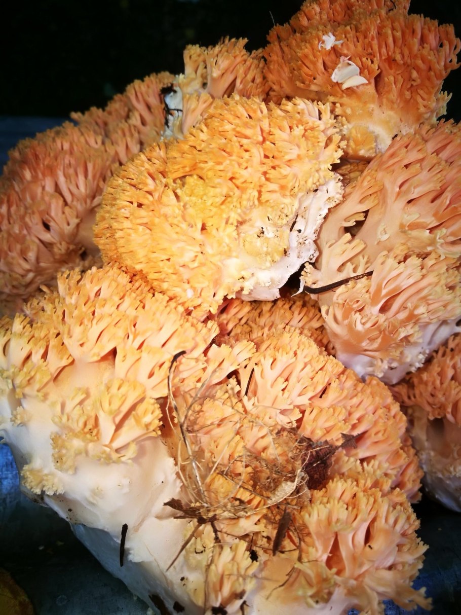 Рогатик Рамария