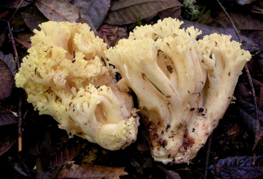 Гриб рогатик рамария