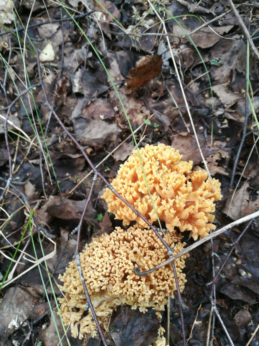 Рамария золотистая