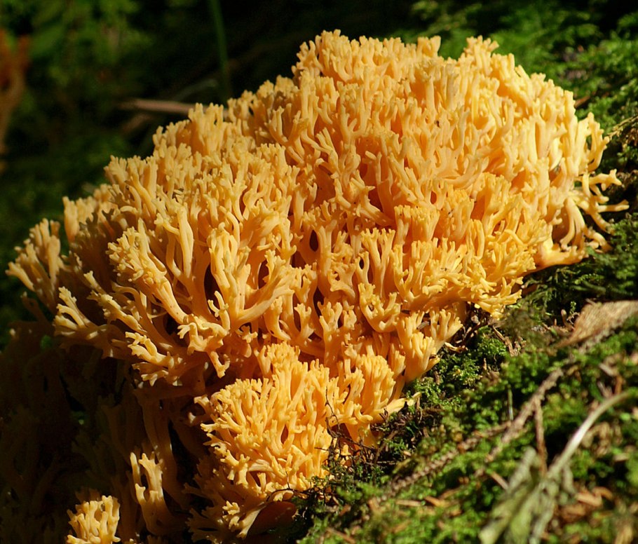 Ramaria Botrytis