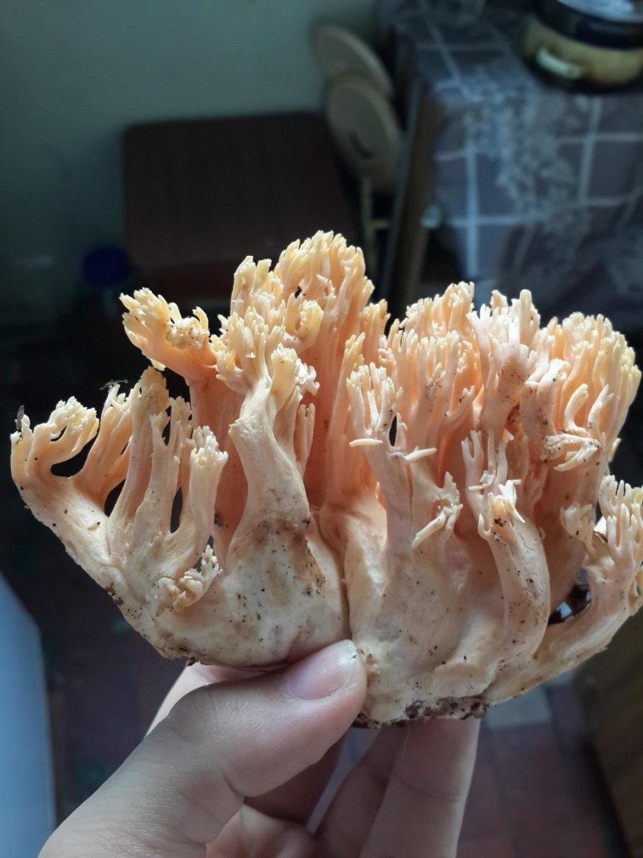 Рамария гроздевидная