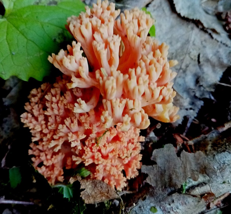 Медвежья лапа Рамария