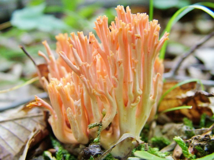 Рогатик оленьи рожки гриб