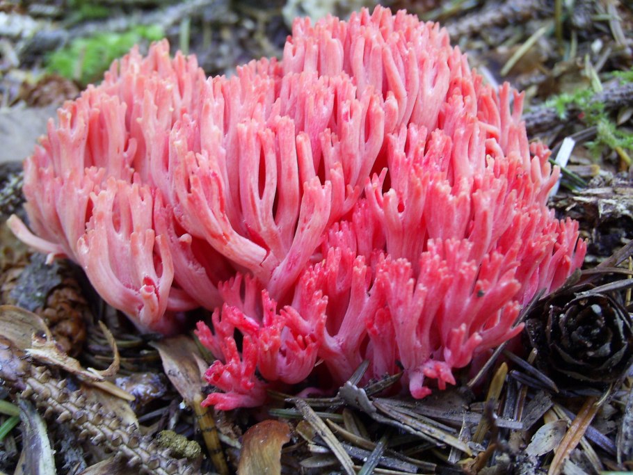 Рамария гриб Ramaria Flava