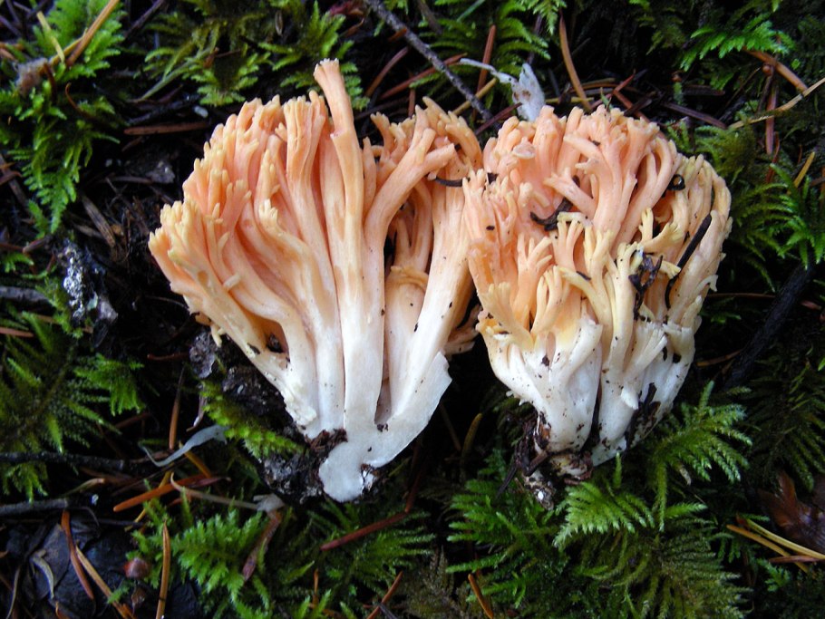 Рогатик желтый Рамария желтая