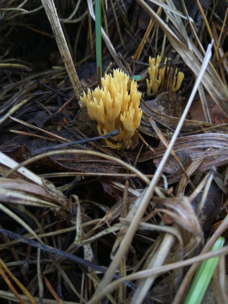 Рамария желтая